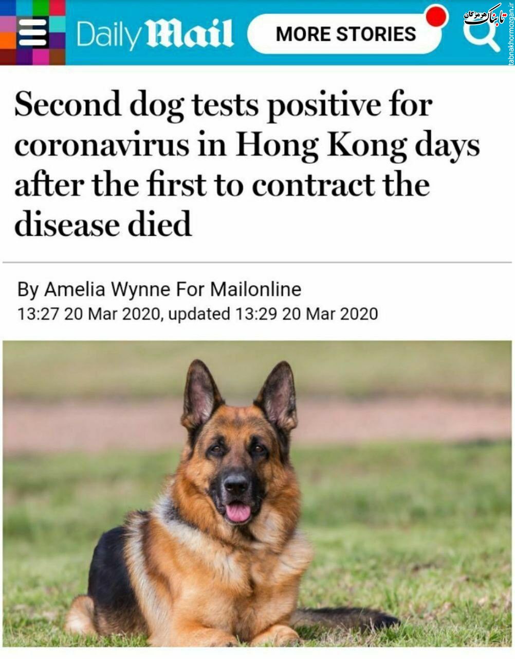 نتیجه آزمایش کرونای دومین سگ نیز مثبت شد