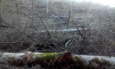 9 تصویر تابناک از قتل عام درختان جنگلی مازندران