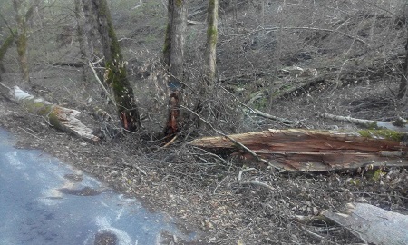 9 تصویر تابناک از قتل عام درختان جنگلی مازندران