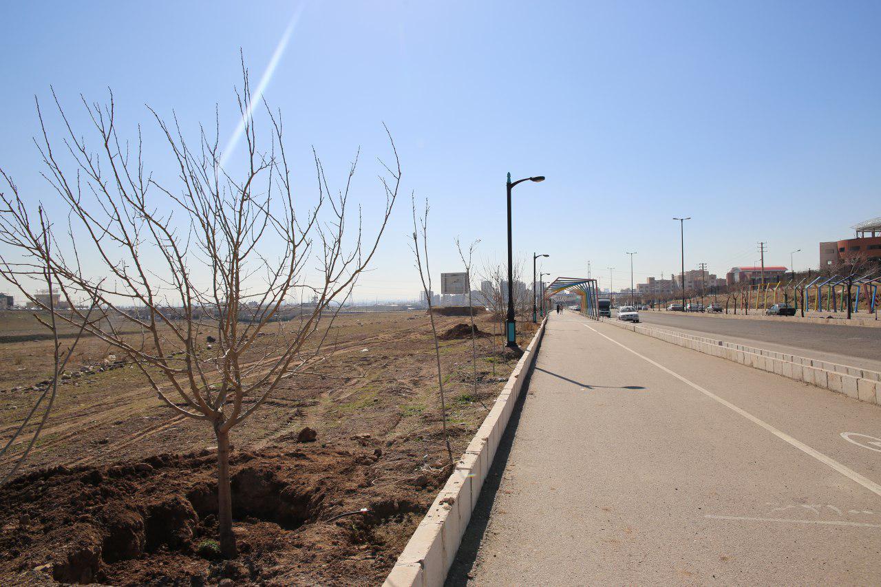 درختانی که دوباره احیا شدند