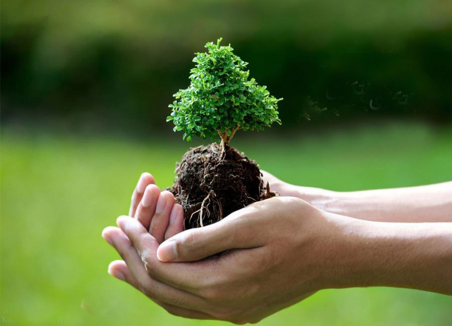 درختان محافظان آیندگان اند درختان محافظان آیندگان اند