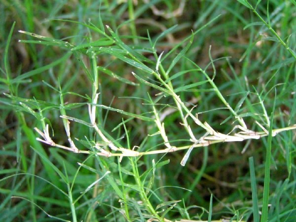 علف هرز ۲۰ درصد به مزارع گندم و جو استان خسارت وارد می کند علف هرز ۲۰ درصد به مزارع گندم و جو استان خسارت وارد می کند