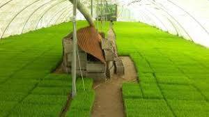 25واحد به بانکهای نشا در گیلان افزوده میشود 25واحد به بانکهای نشا در گیلان افزوده میشود