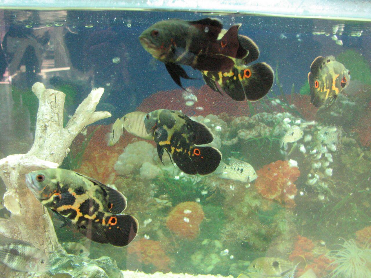 مجوز تکثیرو پرورش 30 میلیون قطعه ماهی زینتی در شهرستان قزوین صادر شد مجوز تکثیرو پرورش 30 میلیون قطعه ماهی زینتی در شهرستان قزوین صادر شد