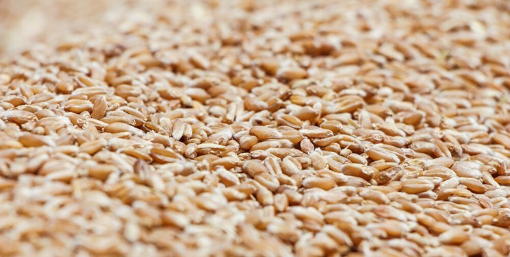 اکامی سودجویان اقتصادی و كشف 150 تن گندم دپو شده در آبگرم اکامی سودجویان اقتصادی و كشف 150 تن گندم دپو شده در آبگرم