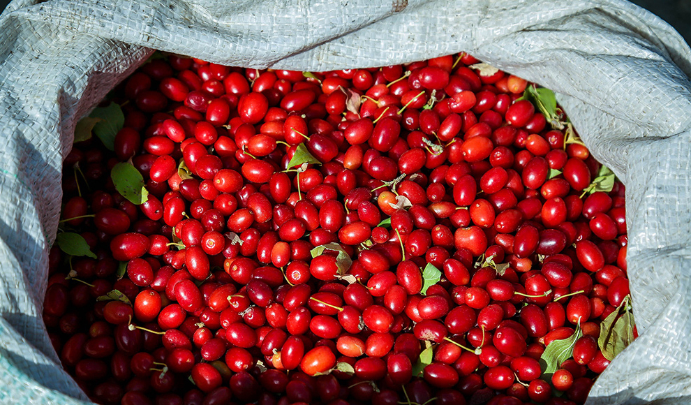 برداشت زغال اخته در ۷۰۰ هکتار از باغات شهرستان قزوین آغاز شد