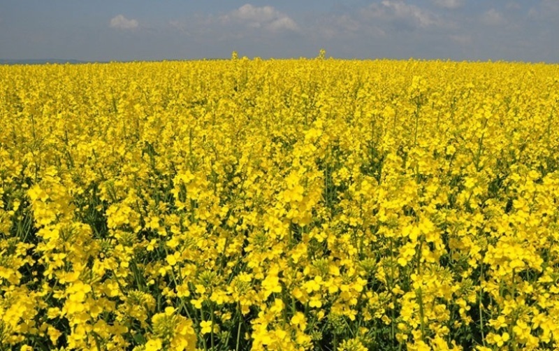 15 هزار هکتار از اراضی کشاورزی استان قزوین به زیر کشت محصول کلزا 15 هزار هکتار از اراضی کشاورزی استان قزوین به زیر کشت محصول کلزا