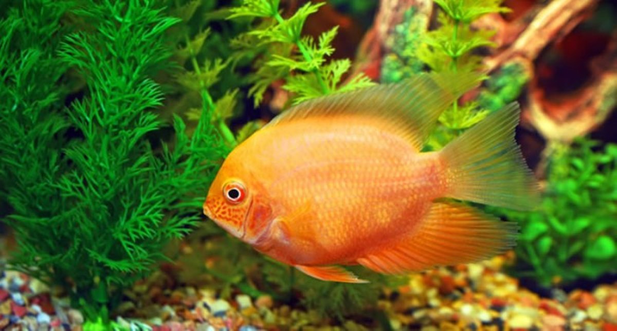 یک میلیون و 700 هزار ماهی زینتی در واحدهای پرورش آبیک تولید شد یک میلیون و 700 هزار ماهی زینتی در واحدهای پرورش آبیک تولید شد