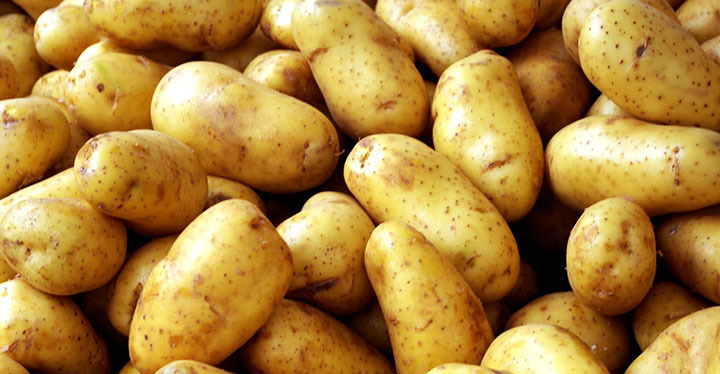 برداشت سیب زمینی از مزارع کشاورزی آوج آغاز شد برداشت سیب زمینی از مزارع کشاورزی آوج آغاز شد