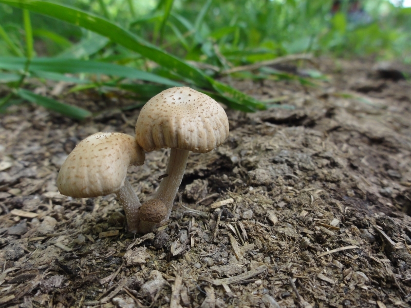 مردم قزوین از خرید و مصرف قارچهای خودرو خودداری کنند مردم قزوین از خرید و مصرف قارچهای خودرو خودداری کنند