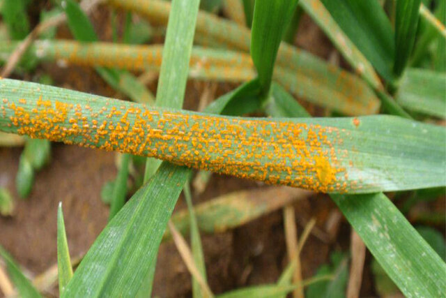 بیماری زنگ زرد به موقع کانون&zwnj;کوبی شود