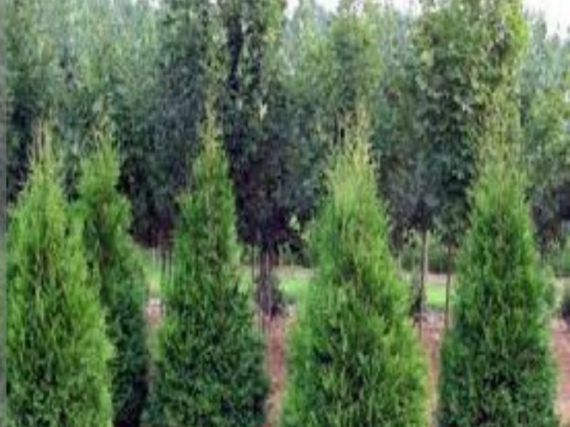 اولویت با کاشت درختان &laquo;مقاوم و کم آب بر&raquo; است