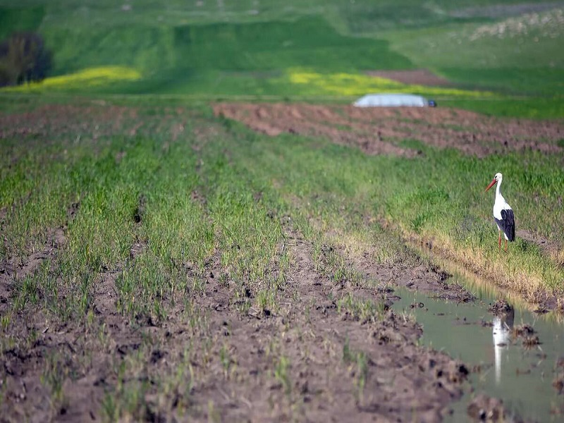 سایت پرنده نگری تالاب هشیلان تا پایان سال به بهره برداری می&zwnj;رسد