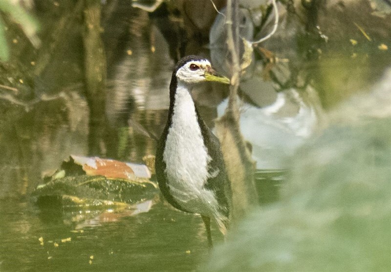 گونه طاووسک سینه سفید برای اولین بار در تالاب چغاخور چهارمحالوبختیاری مشاهده شد