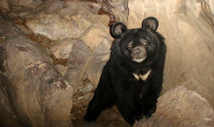 رؤیت خرس سیاه آسیایی در منطقه حفاظتشده هرمود فارس رؤیت خرس سیاه آسیایی در منطقه حفاظتشده هرمود فارس