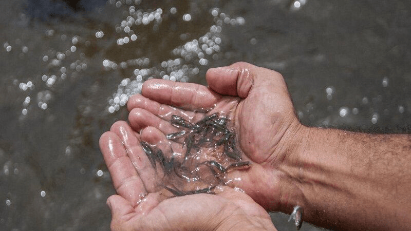 رهاسازی ۱۲۰ هزار قطعه بچهماهی در دریاچه گیلارلو گرمی رهاسازی ۱۲۰ هزار قطعه بچهماهی در دریاچه گیلارلو گرمی