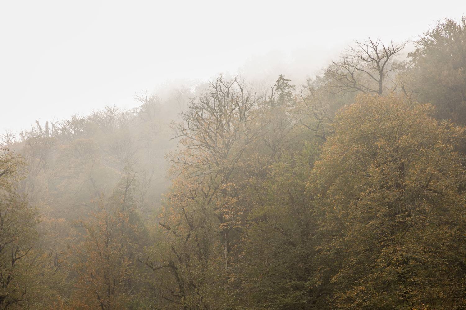 طبیعت پائیزی جنگل دالخانی و نمک آبرود مازندران