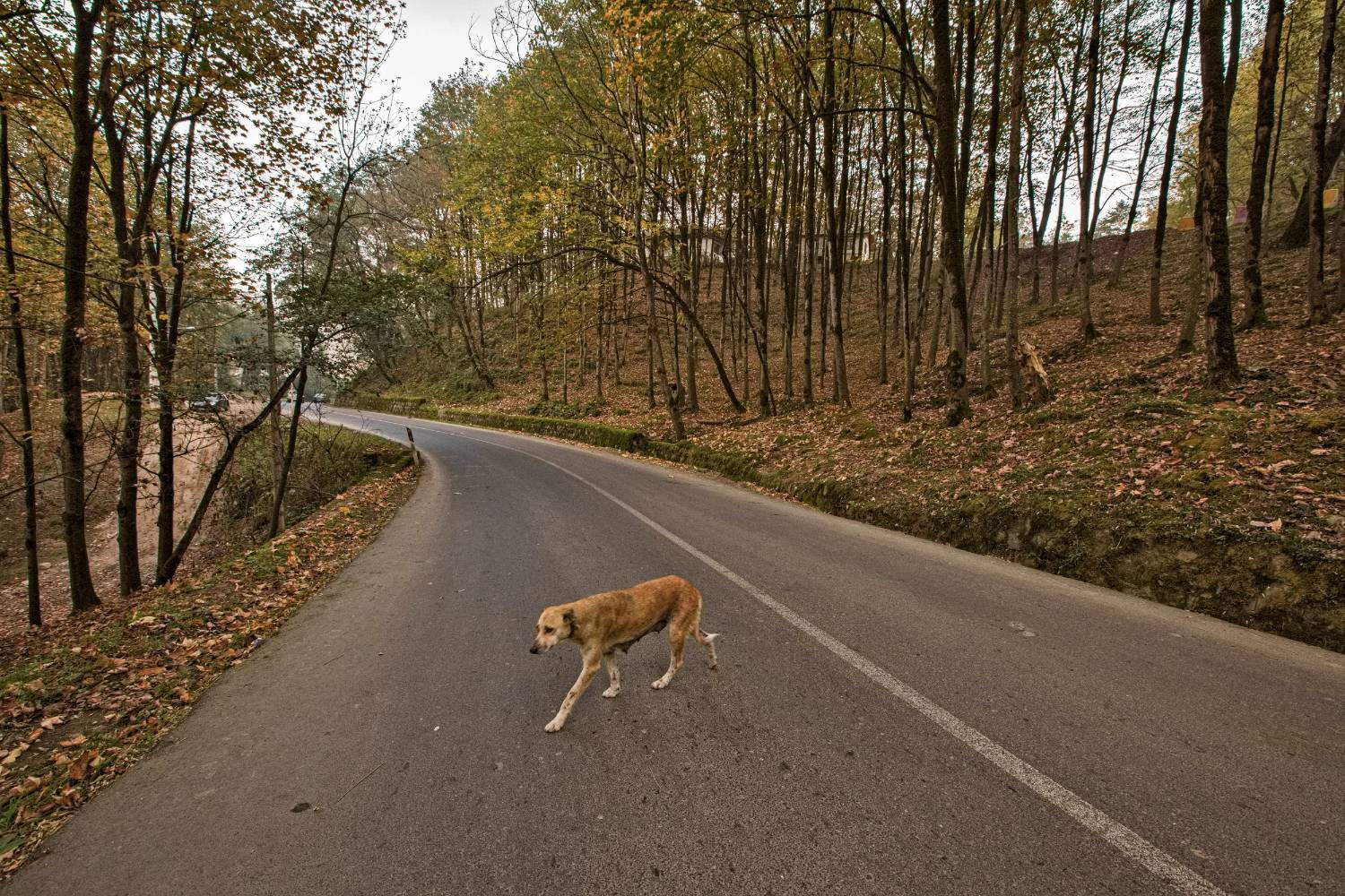 طبیعت پائیزی جنگل دالخانی و نمک آبرود مازندران